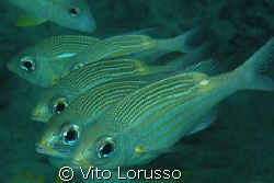 Fishs by Vito Lorusso 